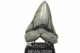 Huge, 5.81" Fossil Megalodon Tooth - Sharp Serrations - #203031-1